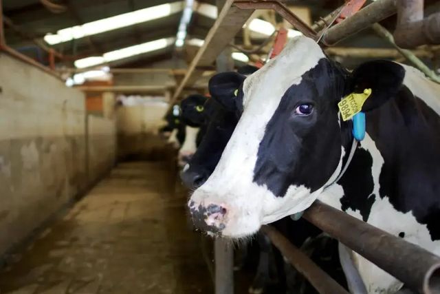 王吉舟：中国乳业风云【音频】