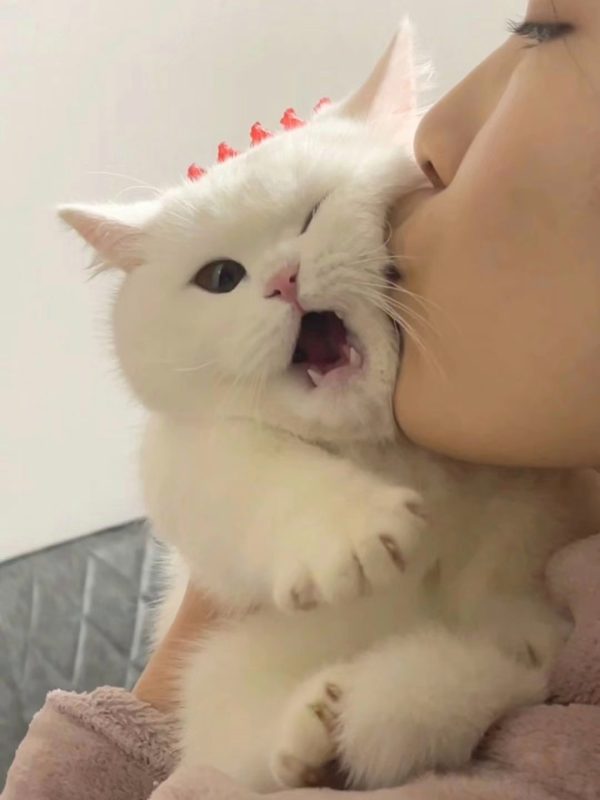 猫猫猫猫-duli 读立